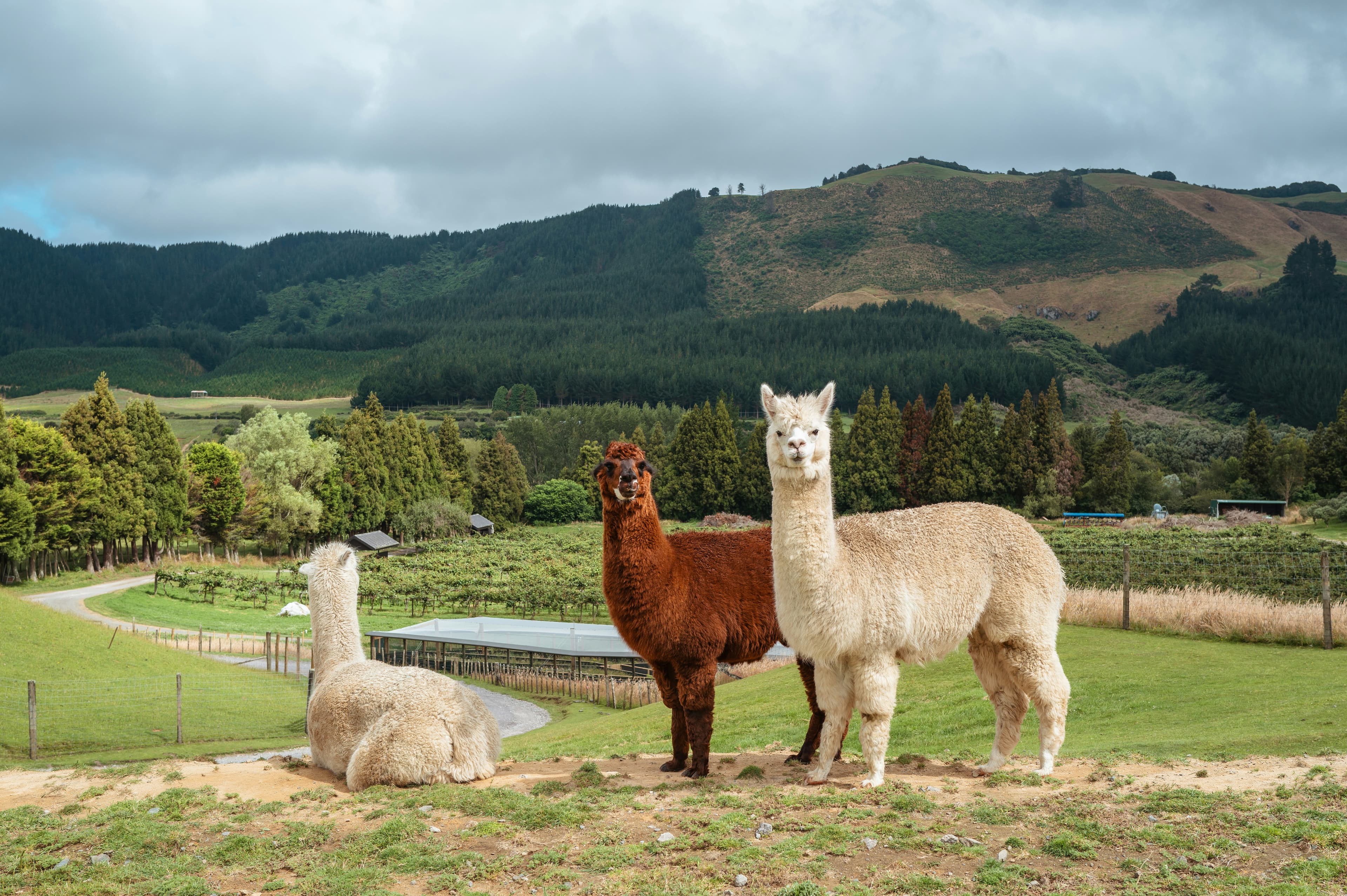 Alpacas en los Andes